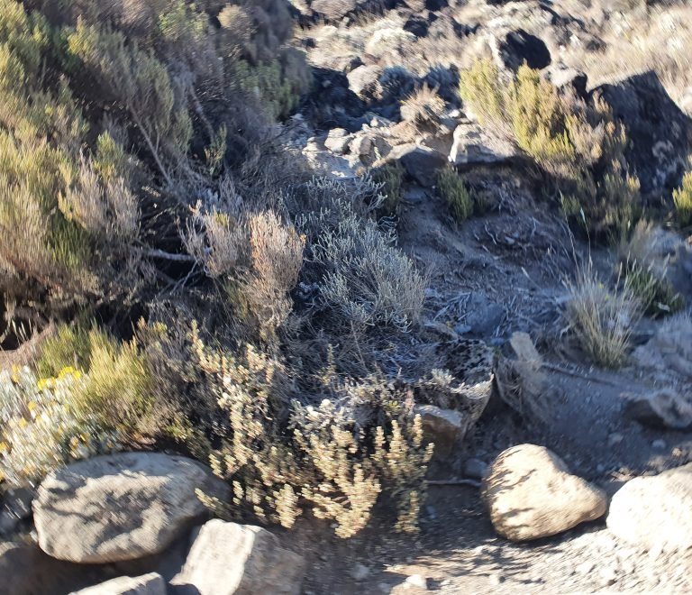 Machame route 7 days