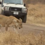 6 Days Private Tanzania Safari Tour In 2024-2025