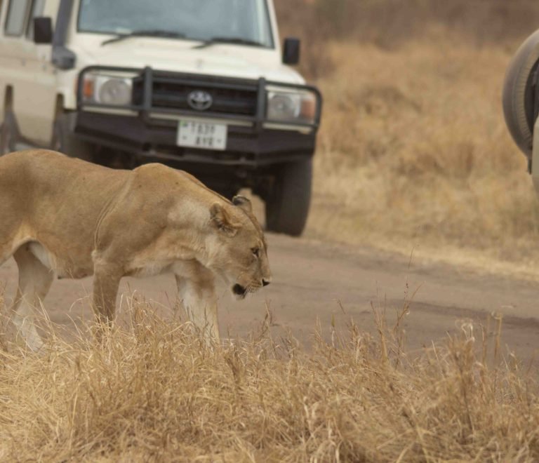 6 Days Private Tanzania Safari Tour In 2024-2025