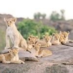 4 days Kenya safari