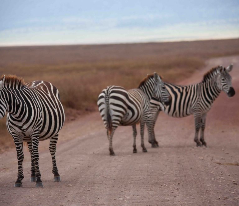 The Best 5 Days Tanzania Safari Package In 2024-2025