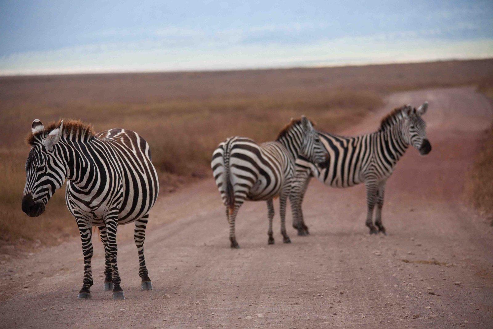 The Best 5 Days Tanzania Safari Package In 2024-2025