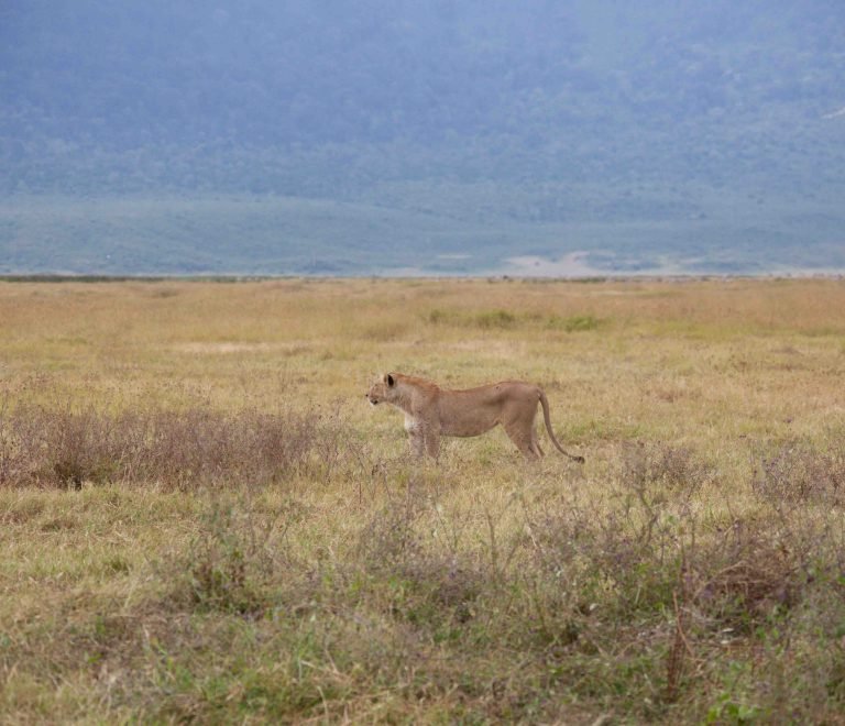 2 days Tanzania Group safari