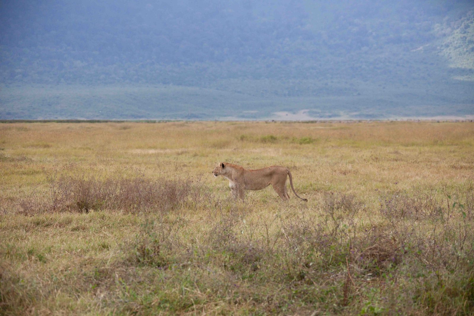 2 days Tanzania Group safari