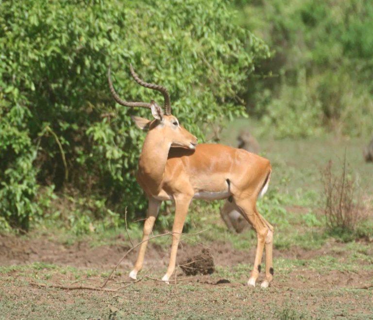 The Best 10 Days Tanzania Safari