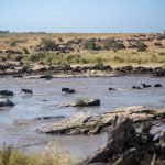 6 Days Serengeti Wildbeest Migration Budget Camping Safari