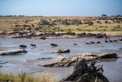 The best 6 Days  Serengeti Wildebeest Migration in 2024