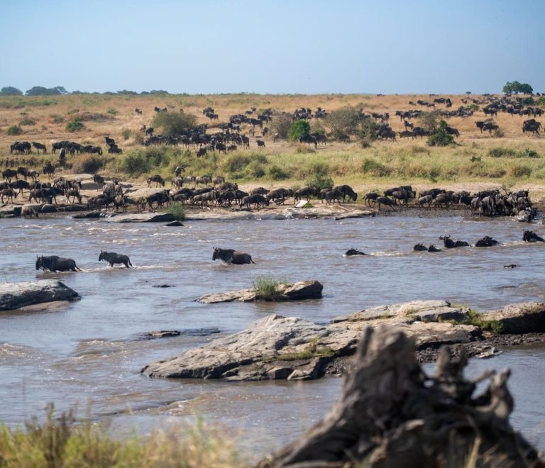 6 Days Serengeti Wildbeest Migration Budget Camping Safari