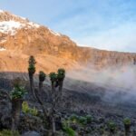 https://www.istockphoto.com/photo/senecio-trees-on-the-lemosho-route-to-mount-kilimanjaro-in-tanzania-africa-gm1217227685-355229165?phrase=kilimanjaro+lemosho&searchscope=image%2Cfilm