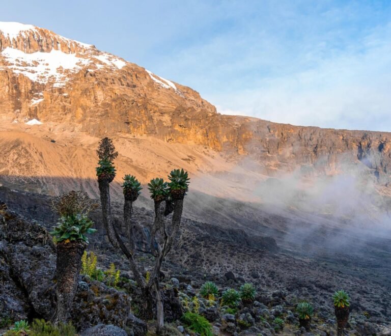 https://www.istockphoto.com/photo/senecio-trees-on-the-lemosho-route-to-mount-kilimanjaro-in-tanzania-africa-gm1217227685-355229165?phrase=kilimanjaro+lemosho&searchscope=image%2Cfilm