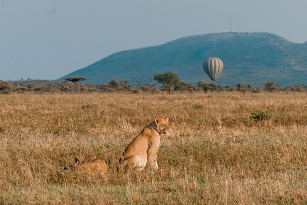 8 Days Serengeti Baloon Safari| Tanzania Wildlife Safari