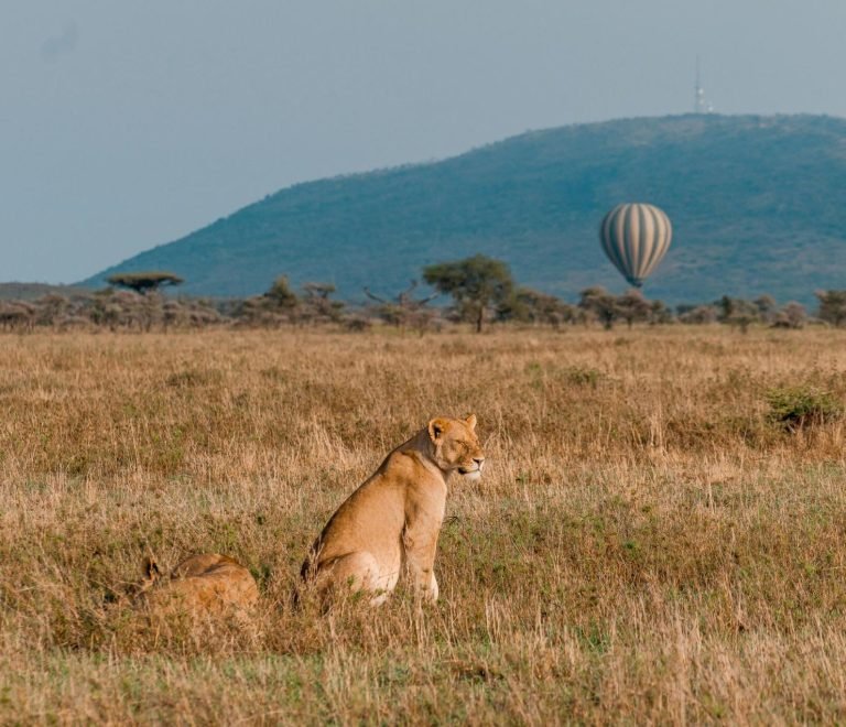 The Best 8-Day Serengeti Balloon Safari| Tanzania Wildlife Safari
