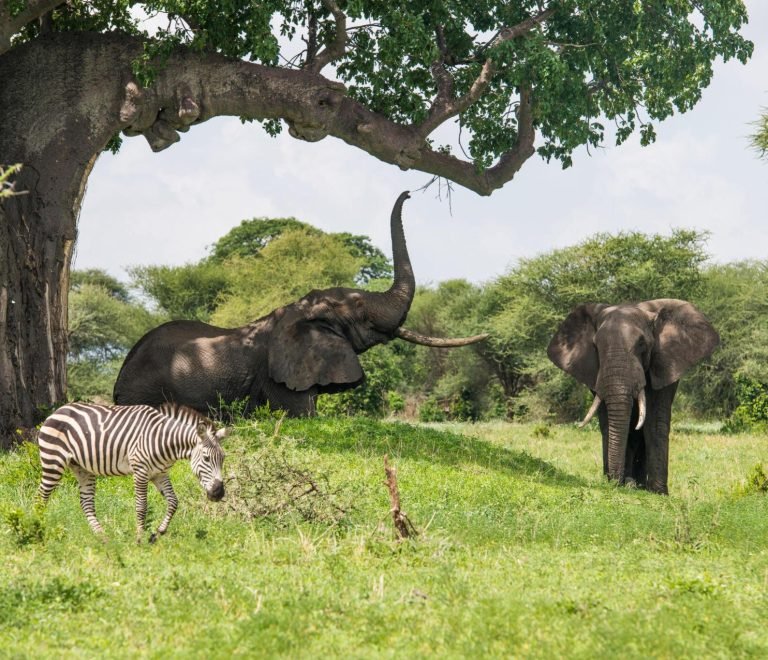 The best 1-Day Trip To Tarangire in Tanzania Safari