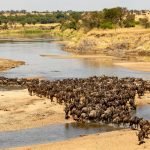 5 Days Serengeti Wildbeest Migration Safari Package