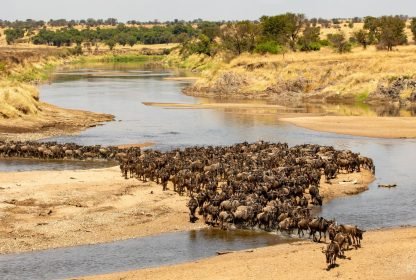 The Best 4 Days Serengeti Migration Safari in 2024