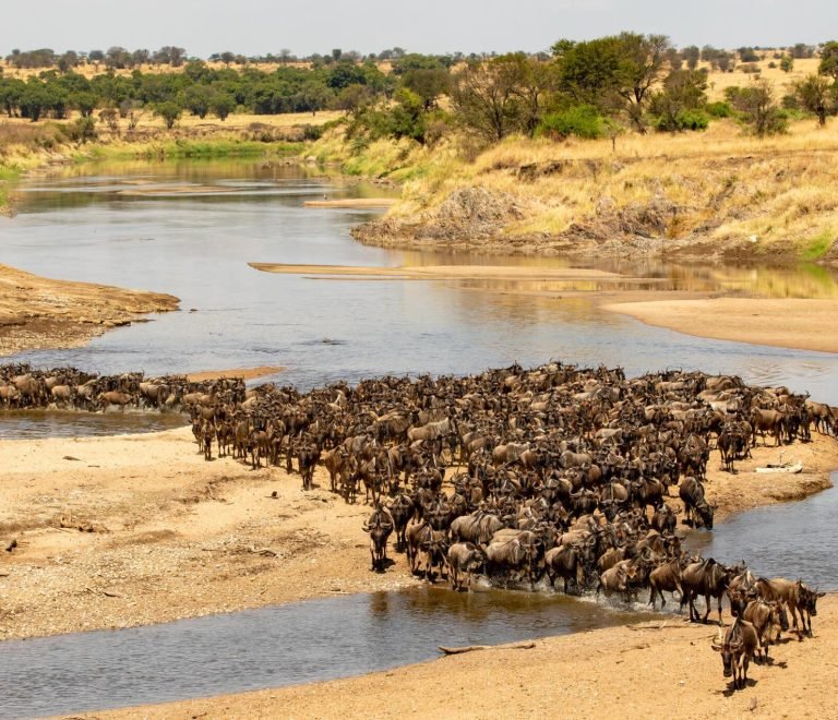 5 Days Serengeti Wildbeest Migration Safari Package