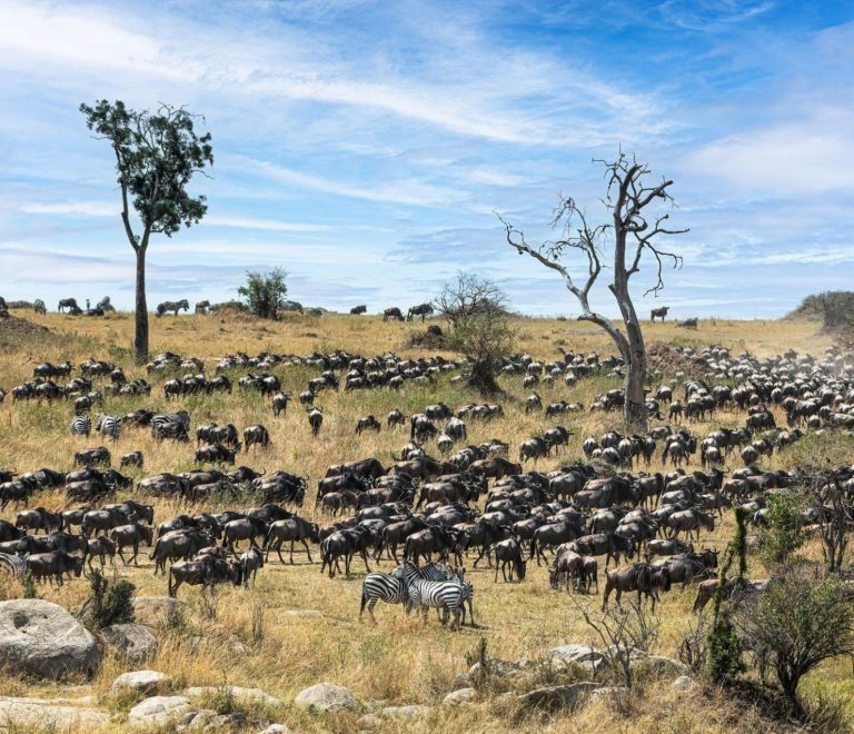 6 Days Serengeti Wildbeest Migration Budget Camping Safari