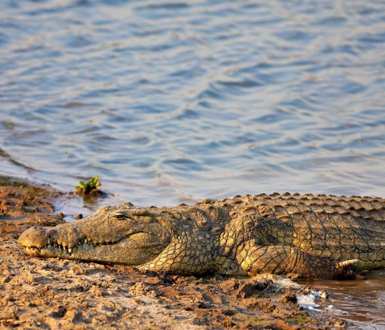 3 days Tanzania Safari luxury lodge to Tarangire, Lake Manyara and Arusha