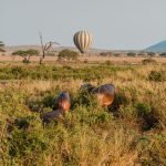 8 Days Serengeti Baloon Safari| Tanzania Wildlife Safari