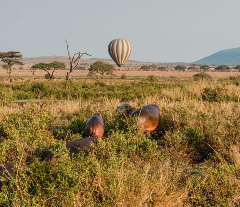 8 Days Serengeti Baloon Safari| Tanzania Wildlife Safari