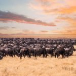5 Days Greatest Serengeti Wildebeest Migration Safari