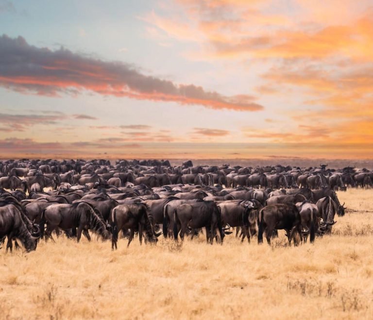 5 Days Greatest Serengeti Wildebeest Migration Safari