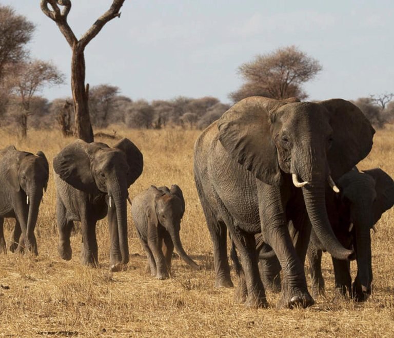 1-Day Trip To Tarangire National Park