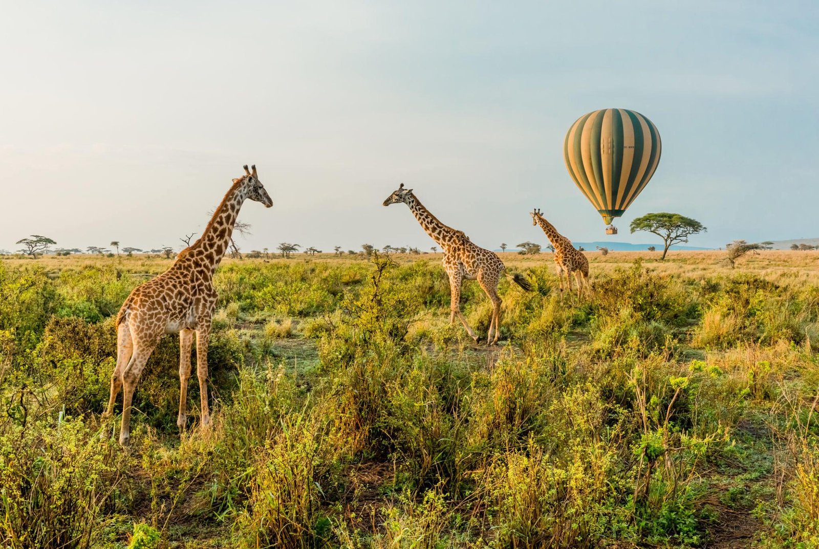 Greatest 3 Days Serengeti Baloon Safari