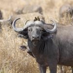 The Best 2 Days Tanzania Safari To Mikumi National Park From Dar Es Salaam