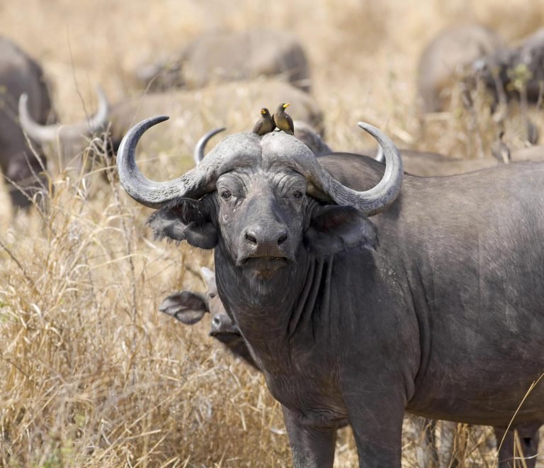 The Best 2 Days Tanzania Safari To Mikumi National Park From Dar Es Salaam