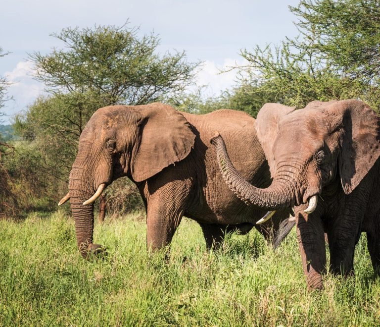 1-Day Trip To Tarangire National Park