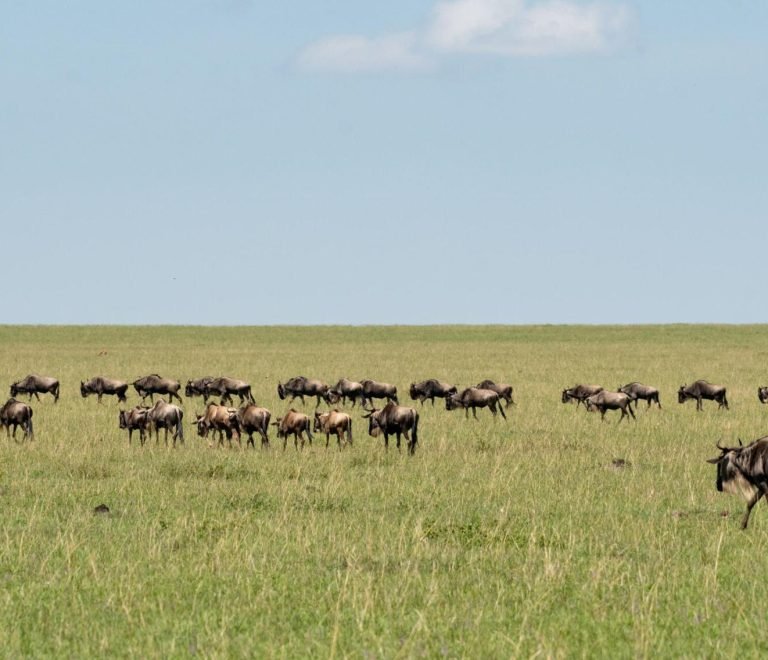 6 Days Serengeti Wildebeest Migration Safari