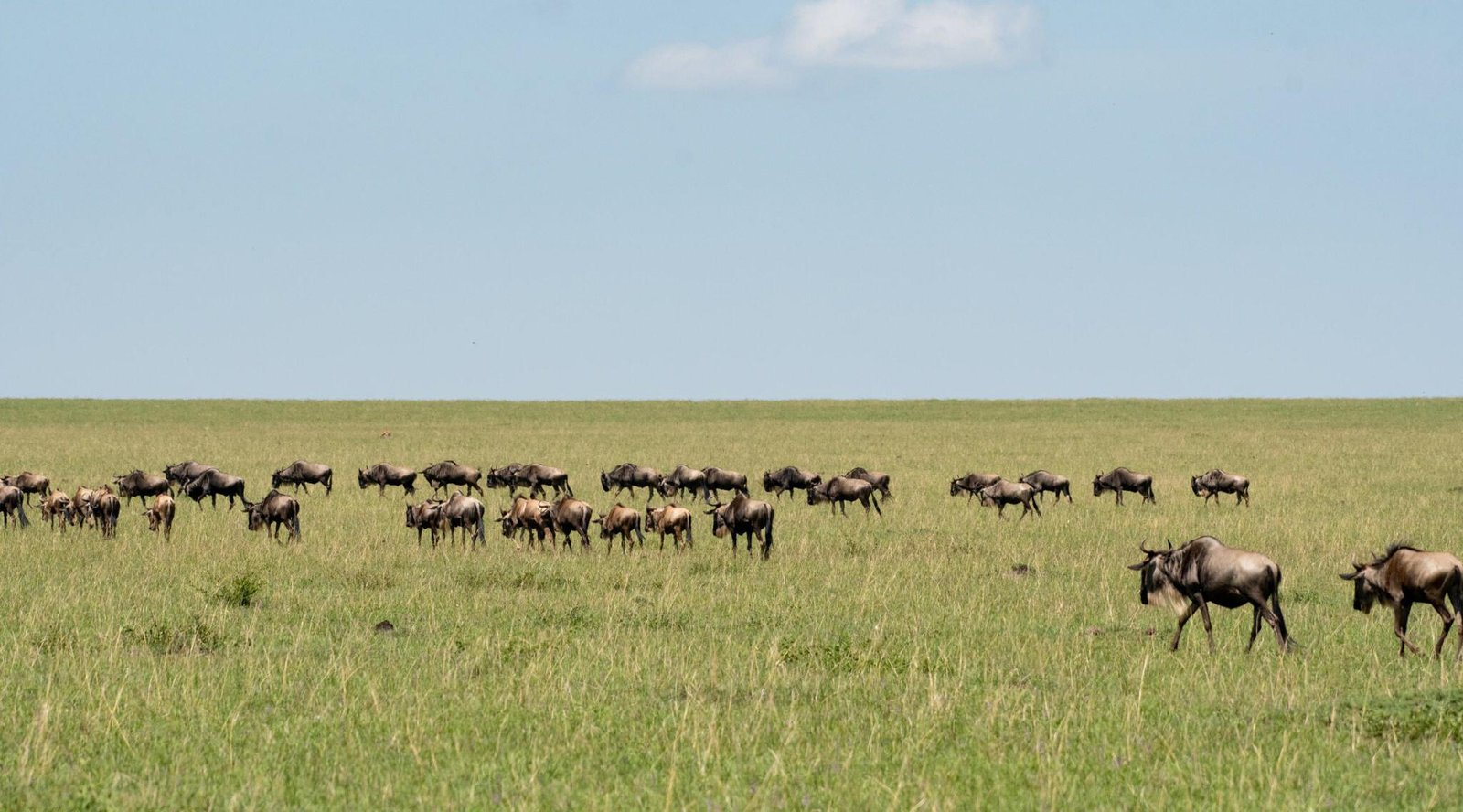 6 Days Serengeti Wildebeest Migration Safari Tour Package