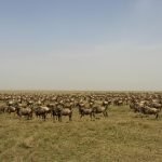 5 Days Greatest Serengeti Wildebeest Migration Safari