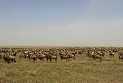The Best 4-Day Serengeti Wildebeest Migration Safari in 2024