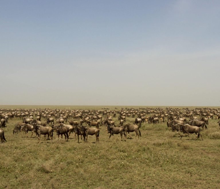 5 Days Greatest Serengeti Wildebeest Migration Safari