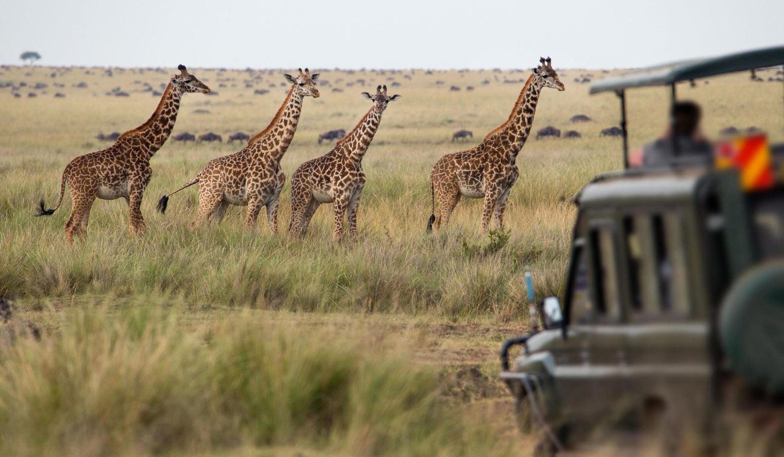 4 Days Tanzania Private Safari Tour From Arusha And Moshi