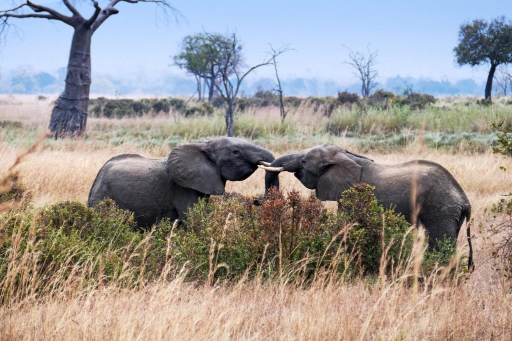 The Best 2 Days Tanzania Safari To Mikumi National Park From Dar Es Salaam