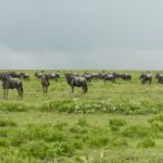 The Best 4 Days Greatest Tanzania Serengeti Migration Camping Safari