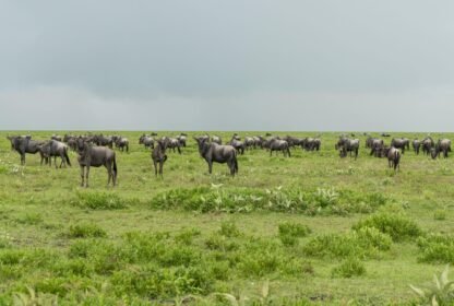 Calving Season in Serengeti: A Magical Wildlife Experience