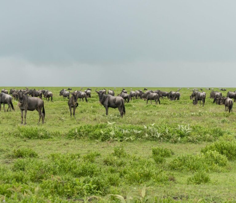 The Best 4 Days Greatest Tanzania Serengeti Migration Camping Safari