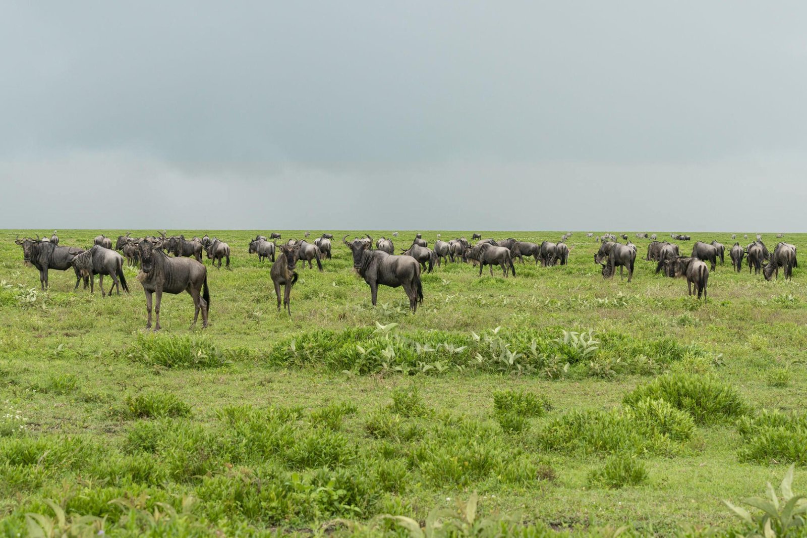 The Best 4 Days Greatest Tanzania Serengeti Migration Camping Safari