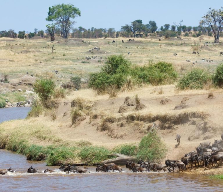 4 Days Tanzania Private Safari Tour From Arusha And Moshi