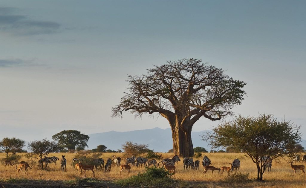 3 Days Tanzania greatest safari tours to Tarangire National Park, Ngorongoro Crater & Lake Manyara