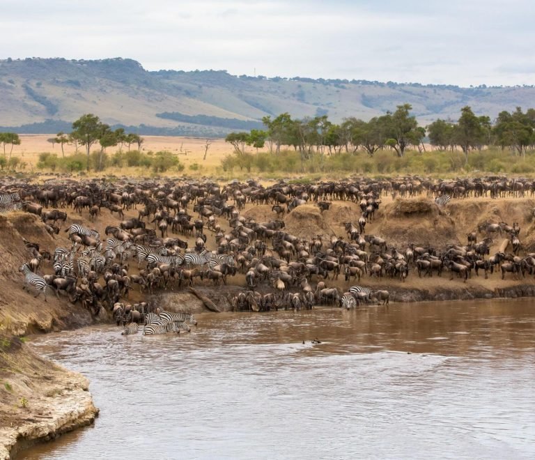 5 Days Serengeti Wildbeest Migration Safari Package