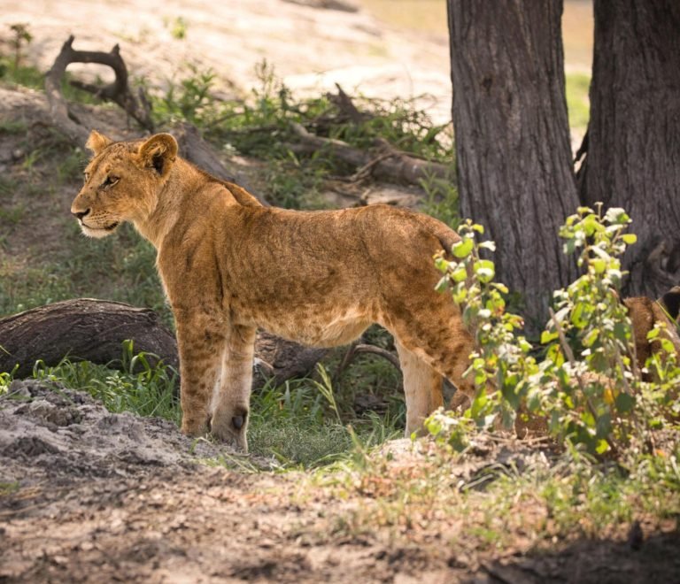 The best 2-Days Tanzania Safari Tour in 2025