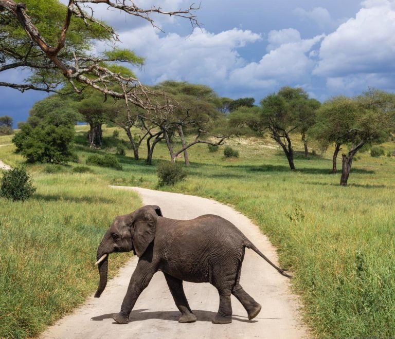 3 Days Tanzania greatest safari tours to Tarangire National Park, Ngorongoro Crater & Lake Manyara