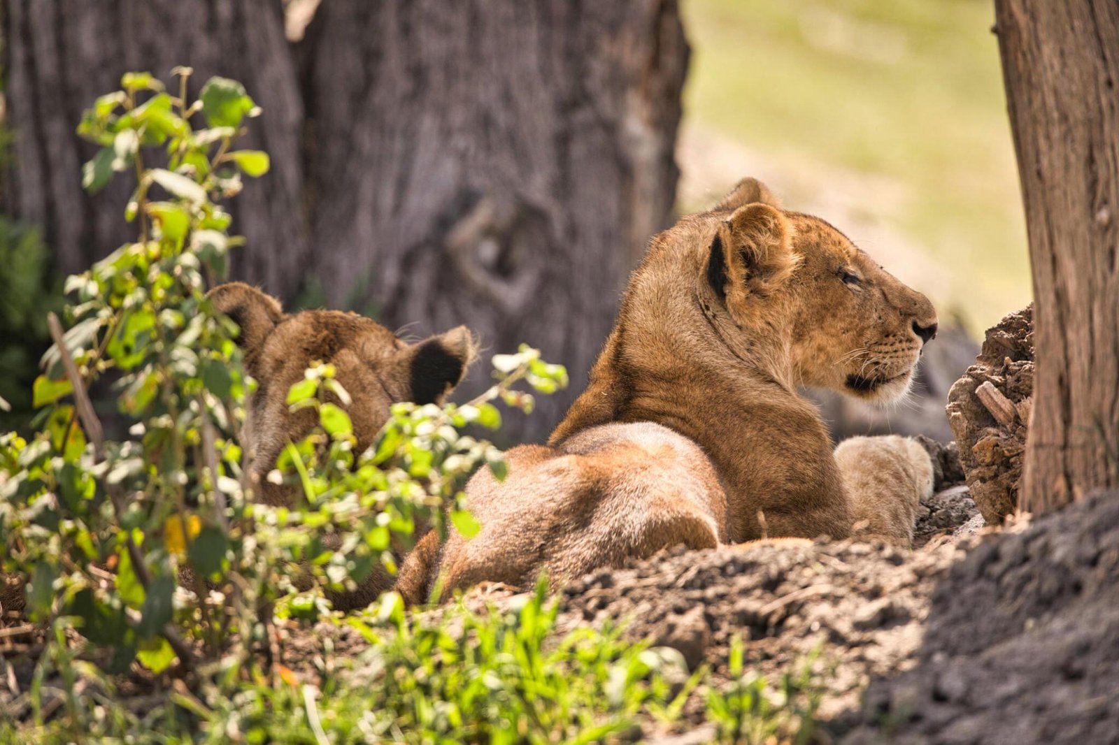 3 days kenya safari to amboseli national park