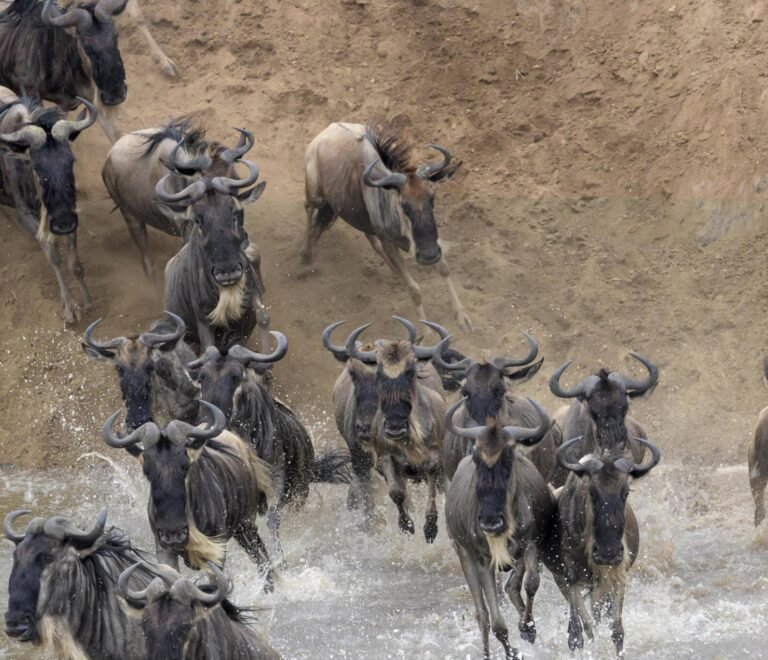 4 days Masai Mara Wildebeest Migration safari