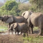 7 days tanzania safari